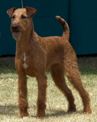 GCH Donedaire's Enchanted Mist