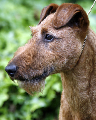 GCH Donedaire's Enchanted Mist