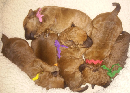 GCH Donedaire's Enchanted Mist