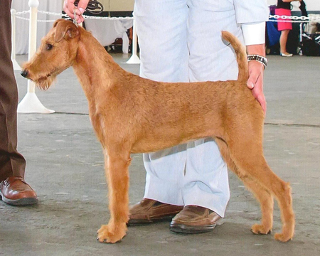 GCH Avalon Donedaire Scarlett O'Hara
