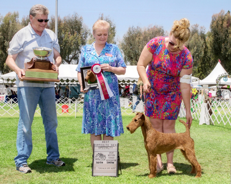 GCH Avalon Donedaire Scarlett O'Hara