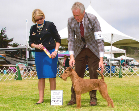 GCH Avalon Donedaire Scarlett O'Hara